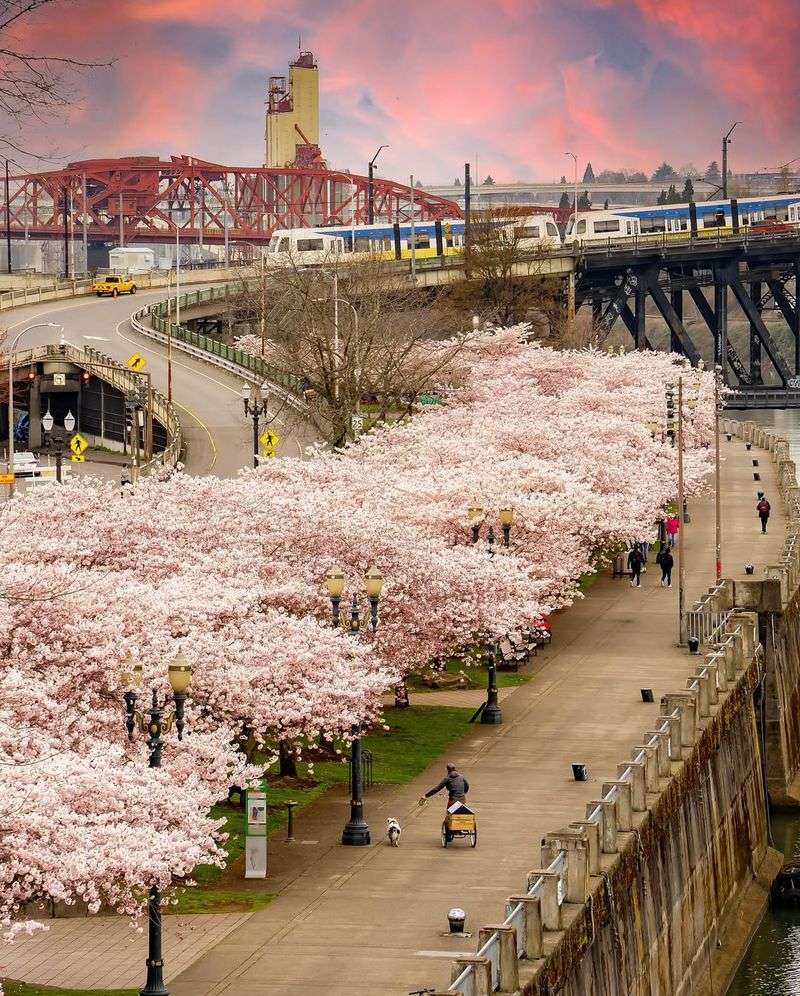 How Long The Cherry Blossoms Typically Last