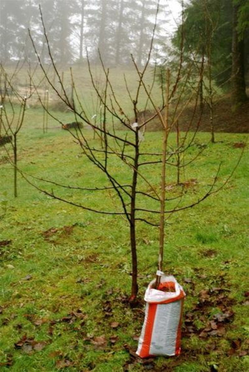 Why Western Oregon's Climate Affects Timing