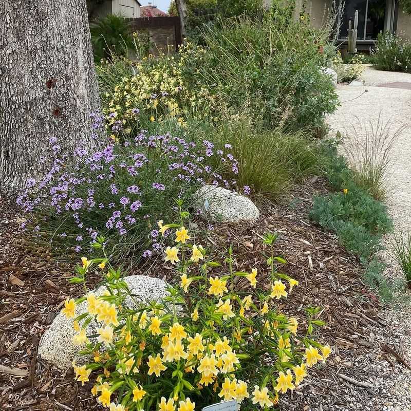 Handles Heat And Drought Naturally