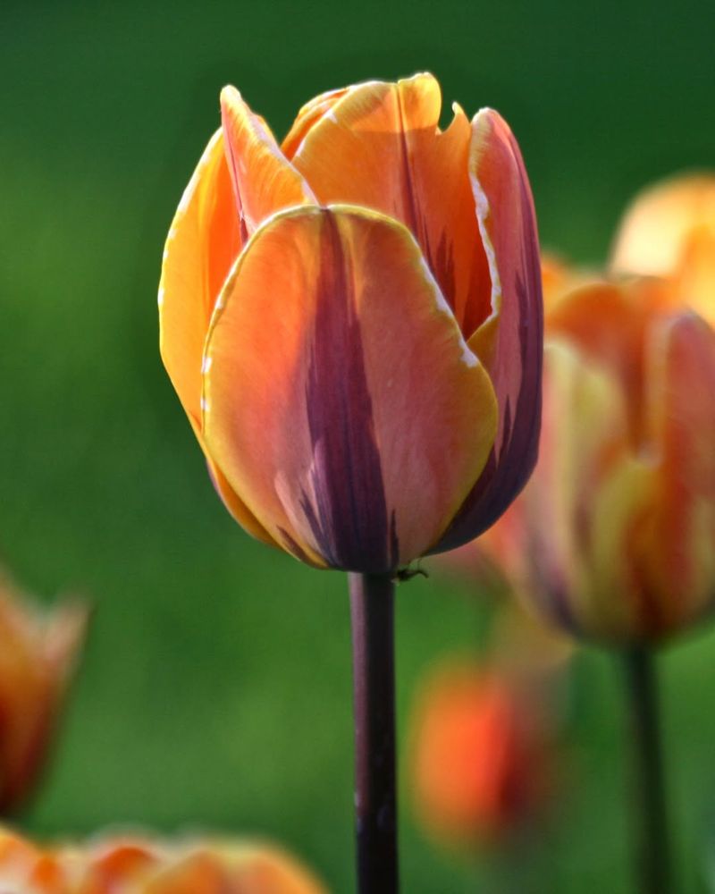Bicolor Tulips