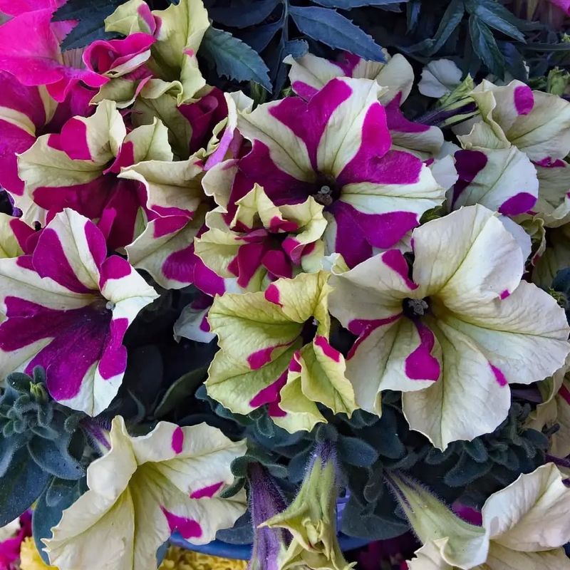 Bicolor Petunias