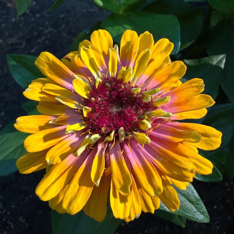 Bicolor Zinnias