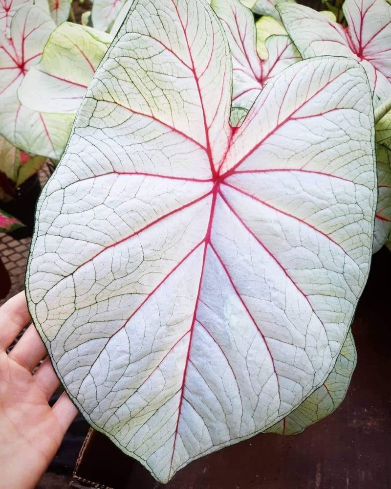 White Queen Radiates Pure Elegance