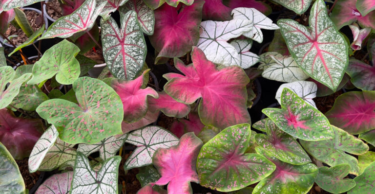 caladium plants