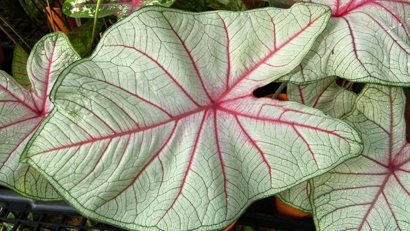 White Queen A Large White Leaf With Bold Red Veins