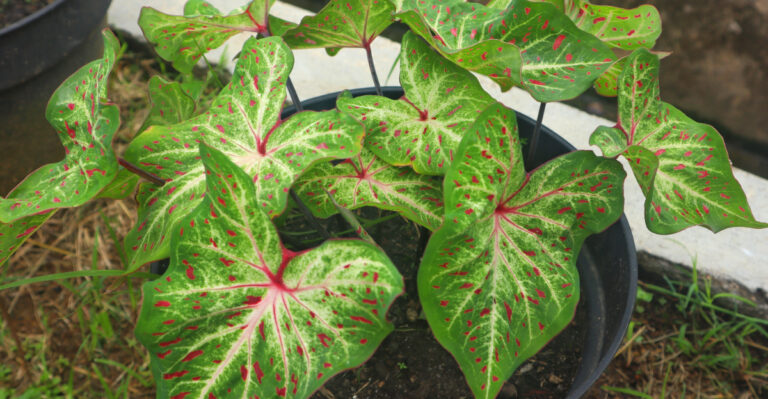 big leaf caladium variety