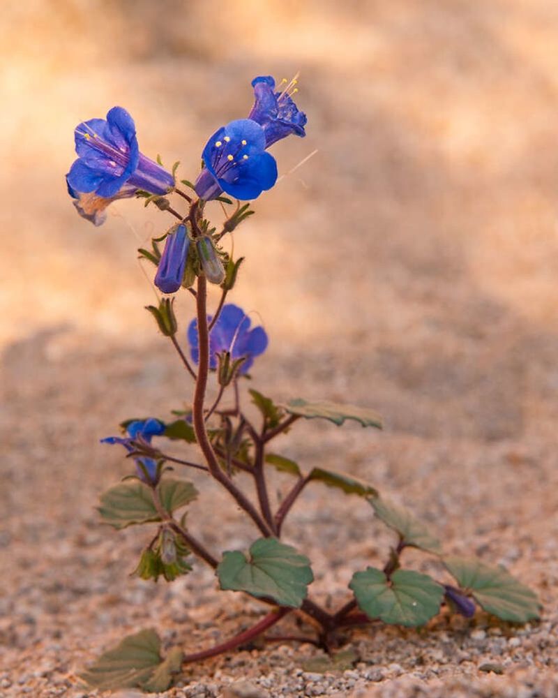Canterbury Bells / Desert Bluebells (Phacelia campanularia)