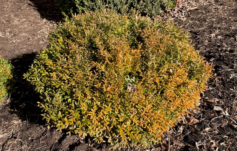Boxwoods Showed Classic Winter Burn And Bronzing