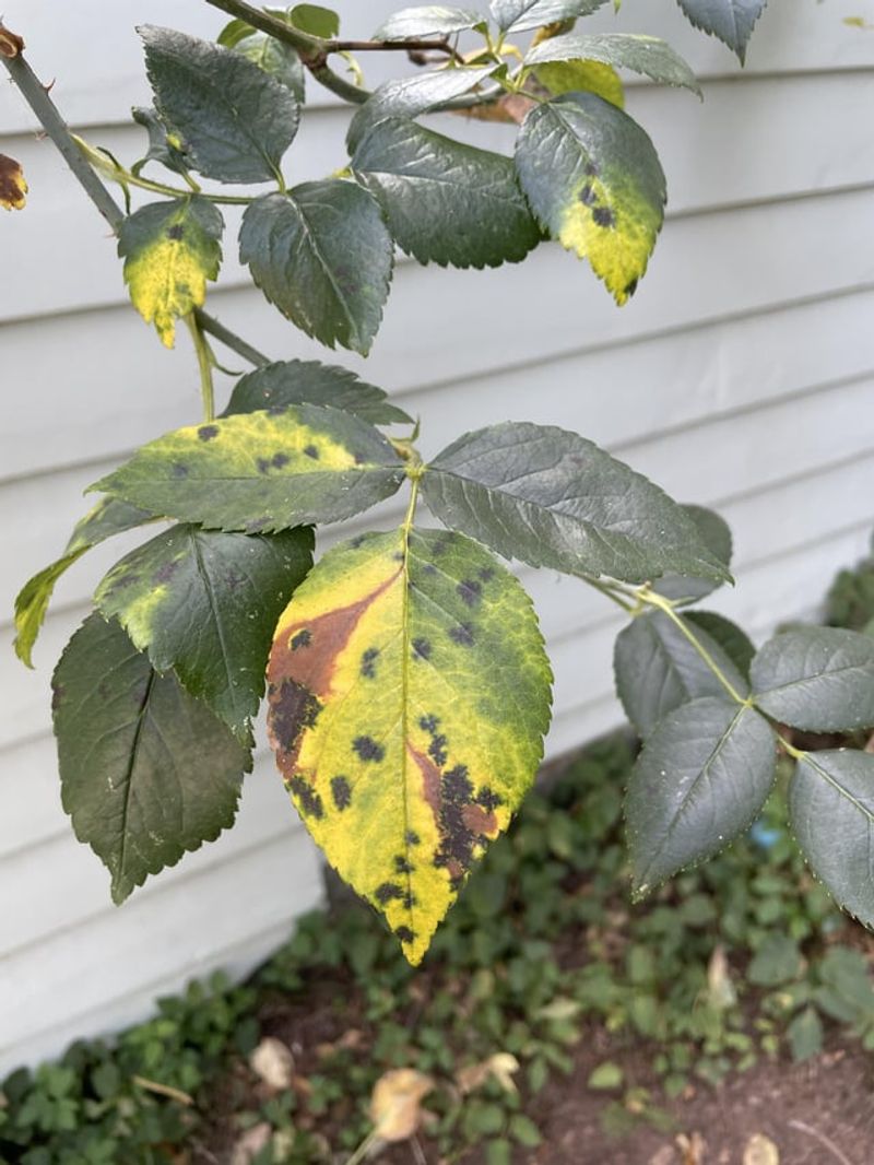 High-Maintenance Roses Require Constant Disease Control
