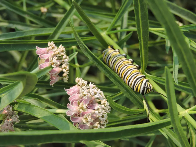 Narrowleaf Milkweed (Asclepias fascicularis)