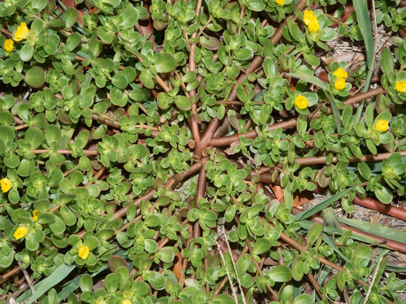 Purslane (Portulaca Oleracea)