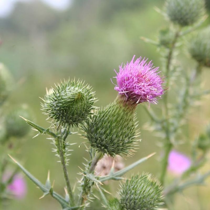 Canada Thistle