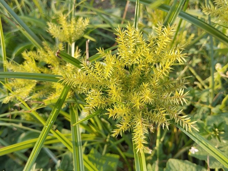 Nutsedge Explodes In Wet Poorly Drained Soil