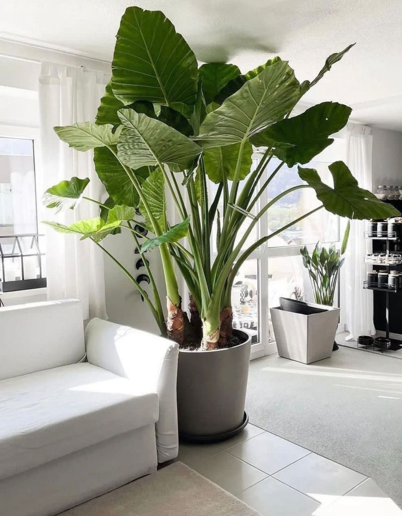 Elephant Ear Brings Bold Oversized Foliage Indoors