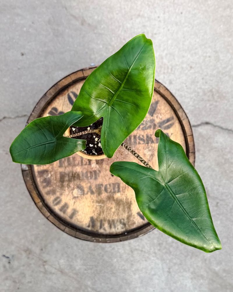 Alocasia Regal Shields Adds Dark Leaf Drama