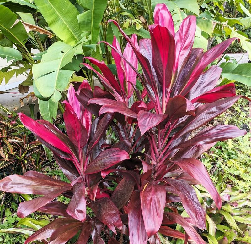 Ti Plant Vibrant Leaves That Collapse In Cold