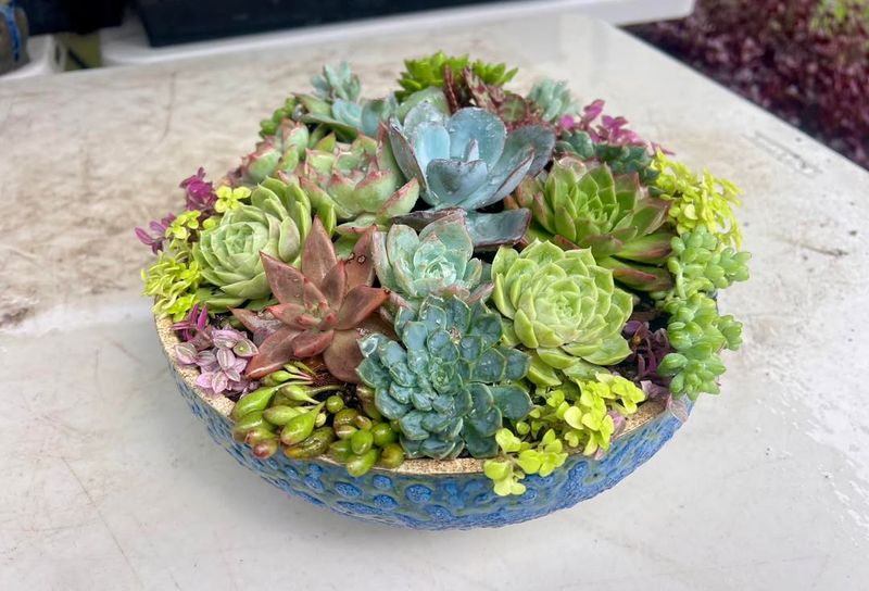 Succulent Mix (Echeveria, Crassula, Aloe)