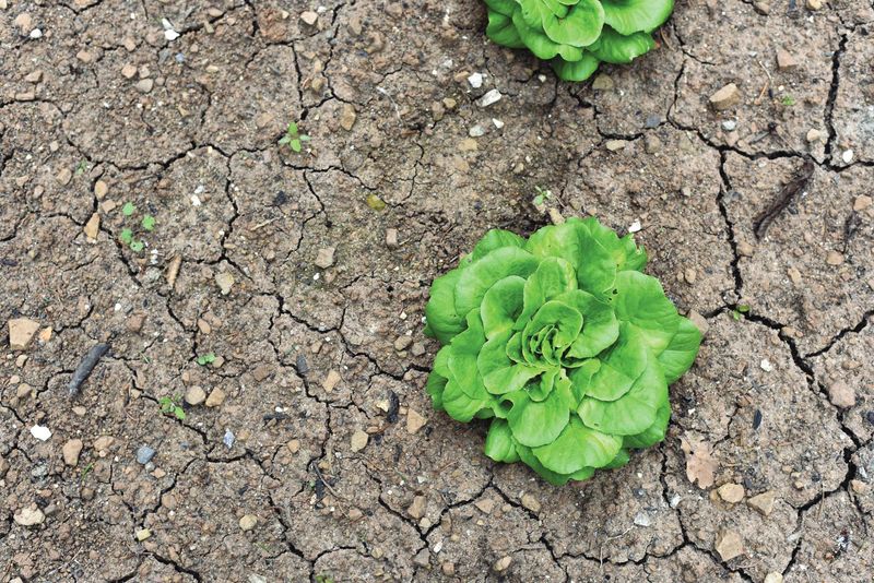 Soil Warming And Softening