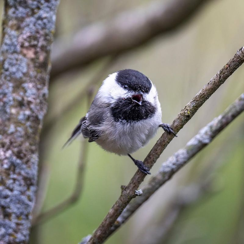 Black Capped Chickadee And Their Love Of Sunflower Seeds