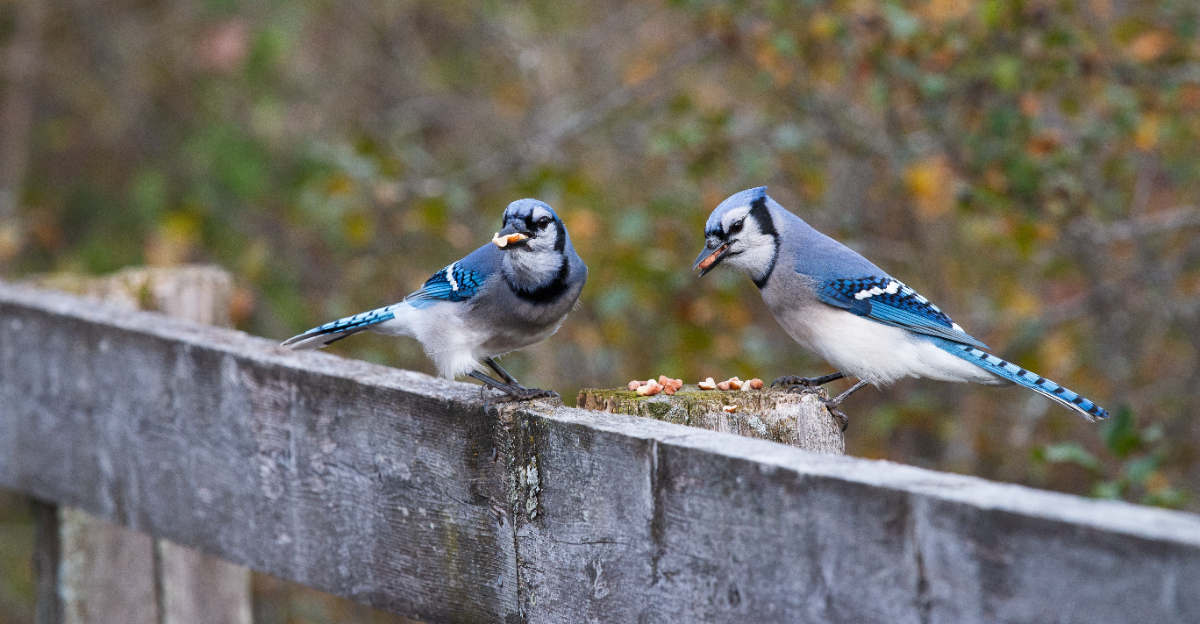blue jays eating nuts
