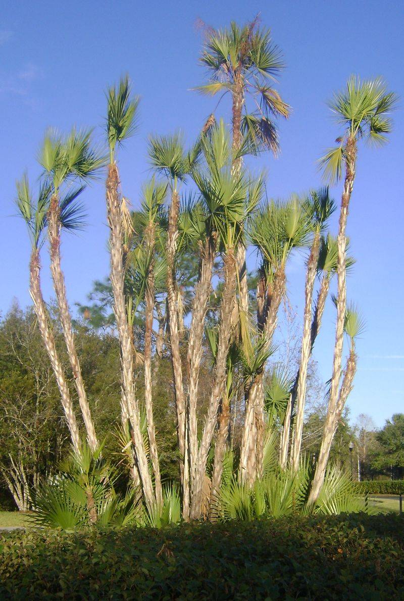 Paurotis Palm Thrives In Wet And Natural Landscapes