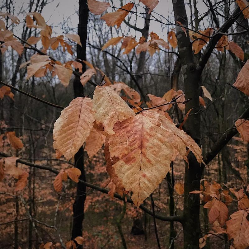 American Beech