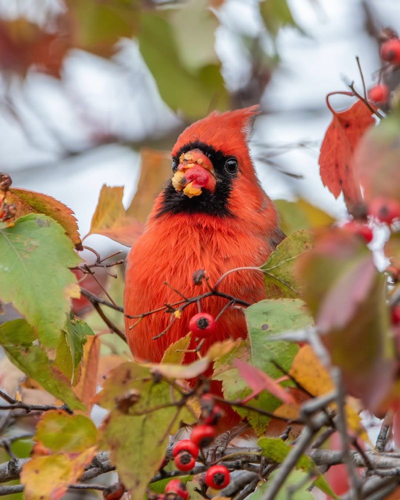 Northern Cardinal And High Energy Winter Foods