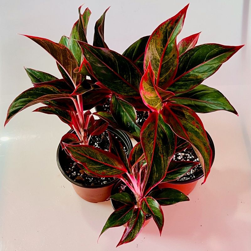 Aglaonema Siam Aurora