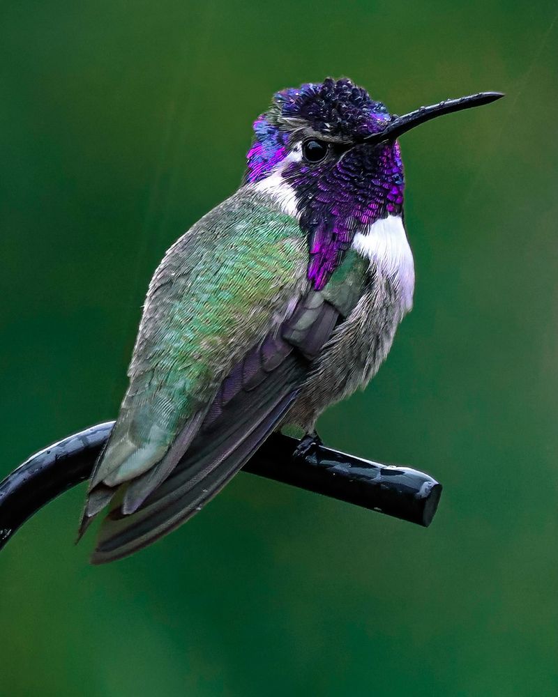 Costa's Hummingbird (Calypte costae)