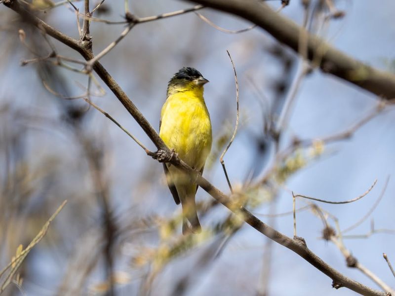 Lesser Goldfinch Begins Active Courtship And Singing