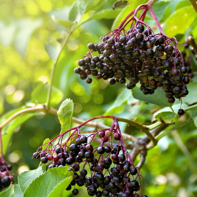 Elderberry: Heavy Crop, Happy Birds