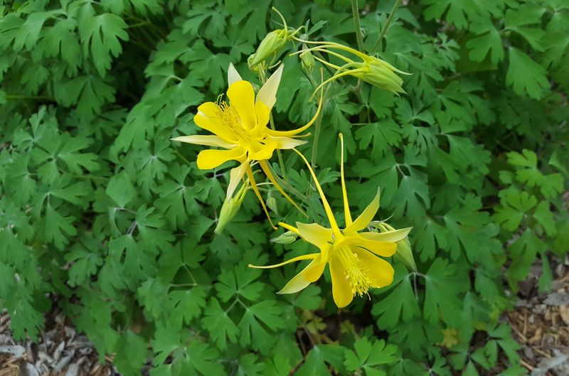 Texas Yellow Columbine (Aquilegia Chrysantha)