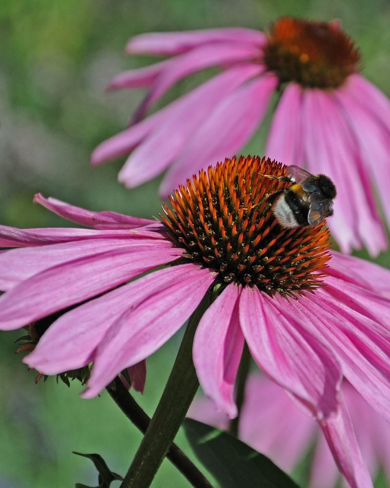 Purple Coneflower