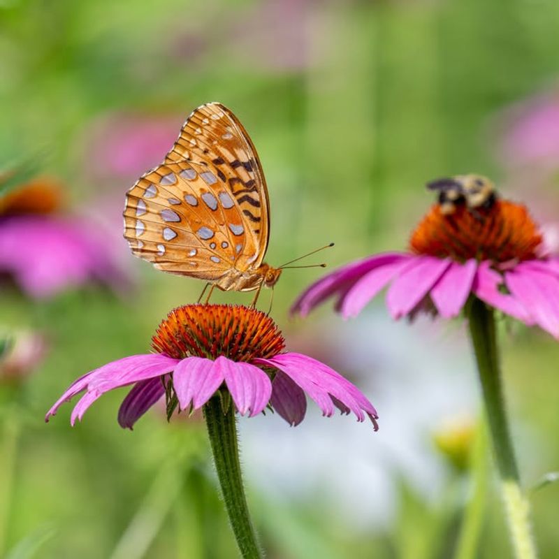 Purple Coneflower