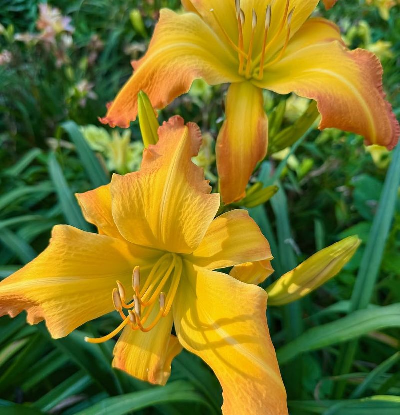 Daylilies 