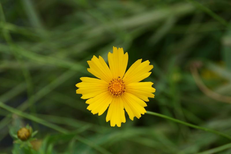 Coreopsis Blooms Bright All Summer Long