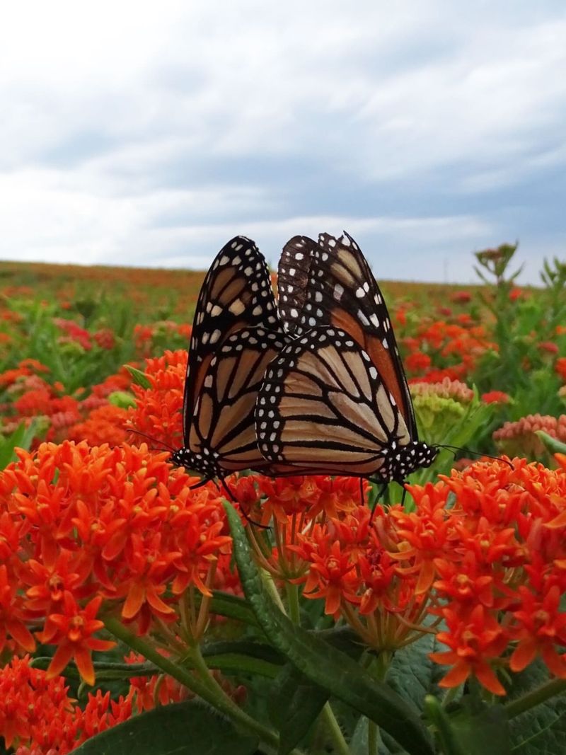 Butterfly Weed Supports Monarchs And Thrives In Sun