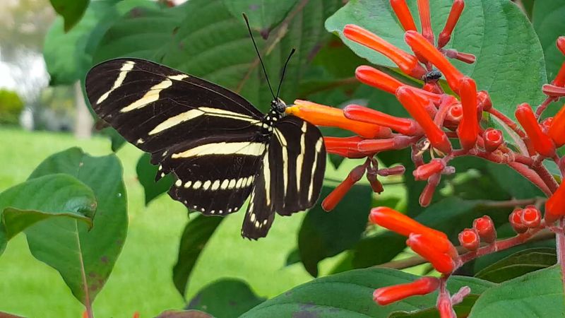 Firebush As A Nectar Rich Shrub For Warm Climates