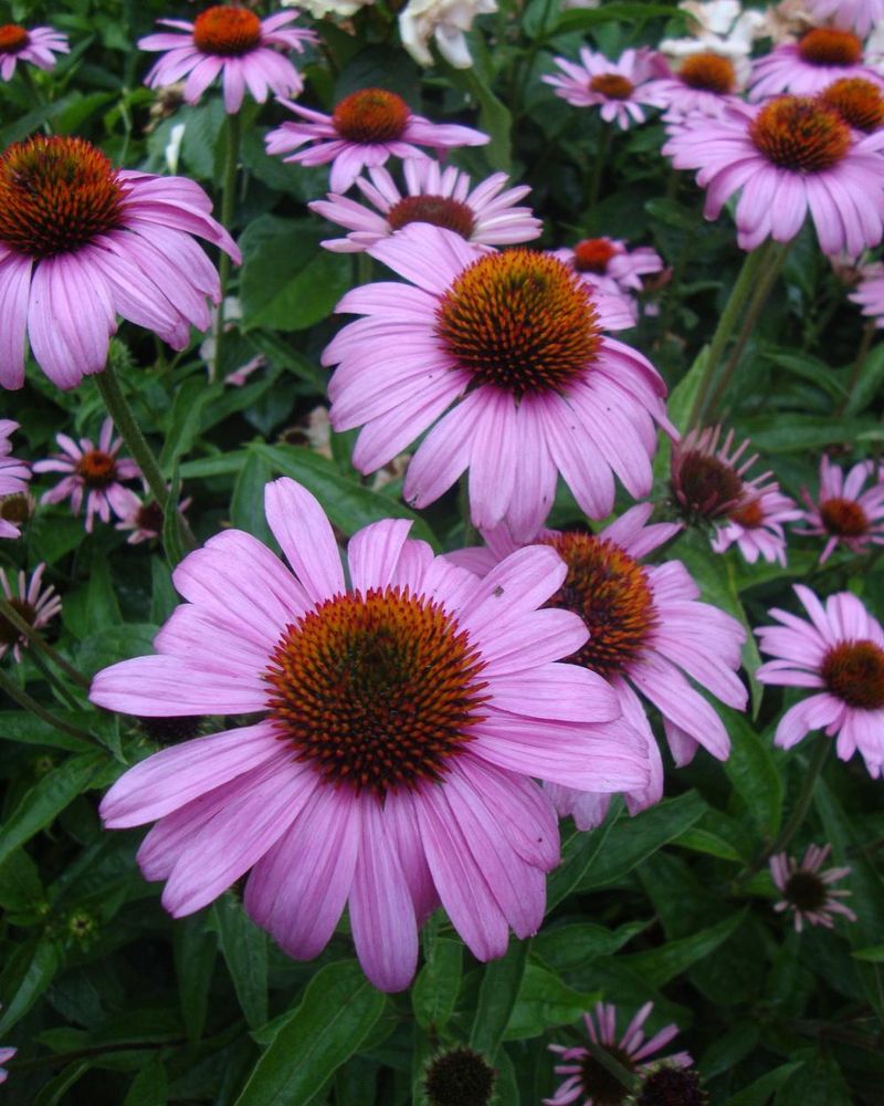 Purple Coneflower Thrives In Heavy Ohio Dirt