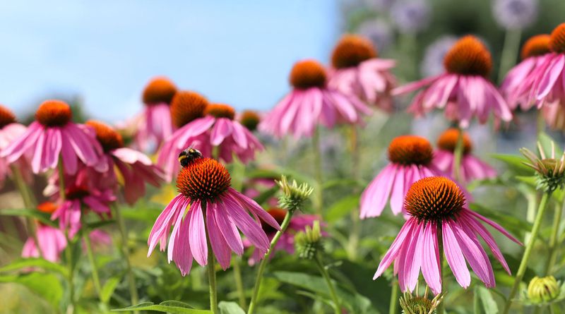 Purple Coneflower Adds Beauty While Thriving In Florida Heat