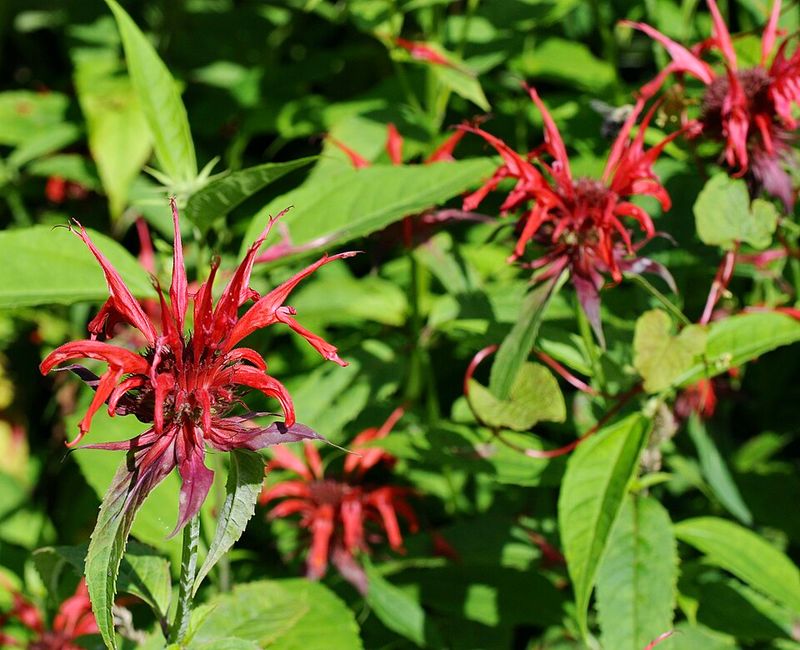 Bee Balm Spreads Fast And Fills Pots Quickly