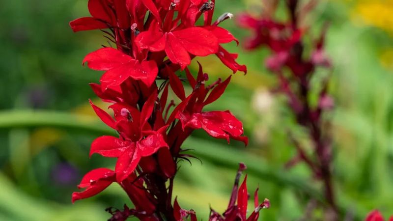 Cardinal Flower Returns Reliably In Moist Soil