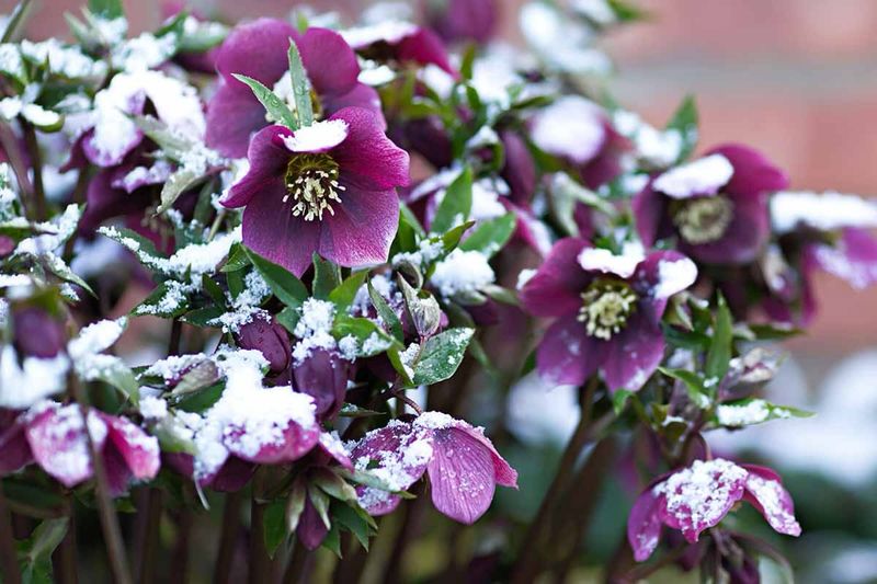 Hellebores Bloom Even In Late Winter Chill