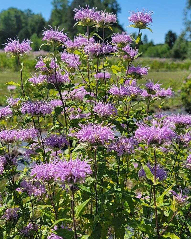 Wild Bergamot (Monarda Fistulosa)