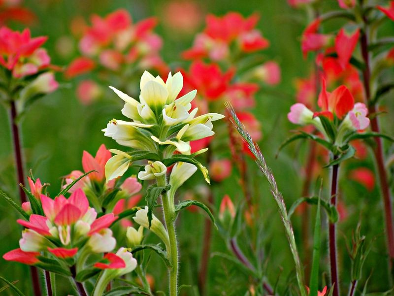 Texas Paintbrush (Castilleja Indivisa)