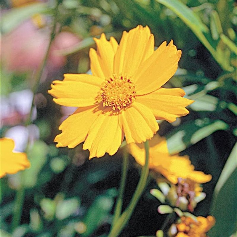 Coreopsis (Coreopsis Spp.)