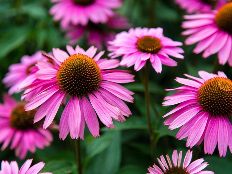 Purple Coneflower (Echinacea Purpurea)