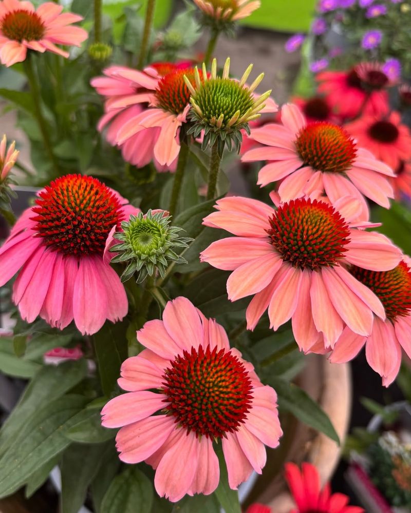 Purple Coneflower (Echinacea Purpurea)