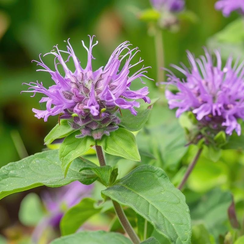 Bee Balm (Monarda Didyma / M. Fistulosa)