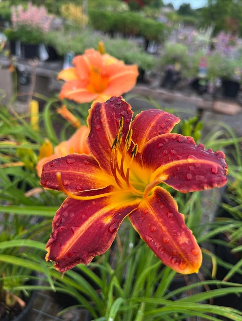 Daylily (Hemerocallis)